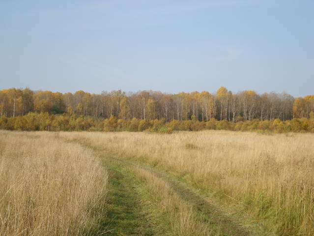 Дорога в осень.