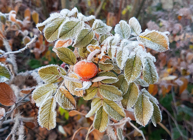 Первые заморозки