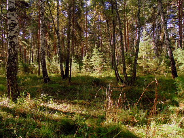 В лесу .