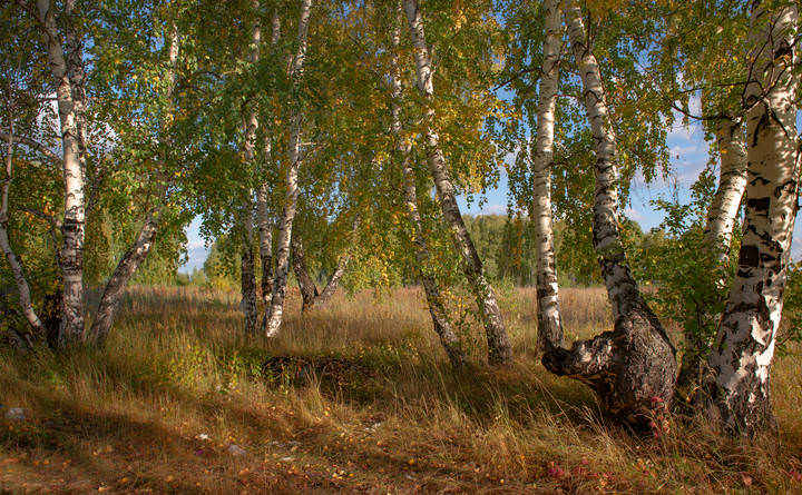 Зрелость.