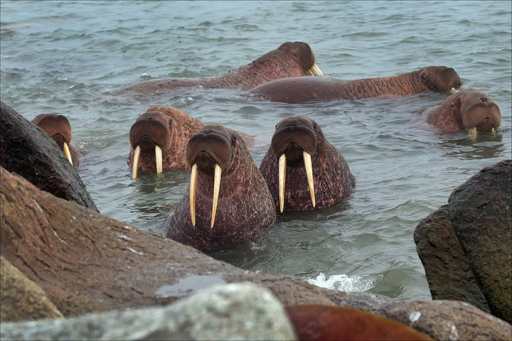 Моржи выходят на землю