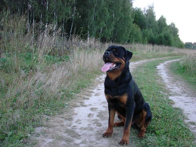 Онгур