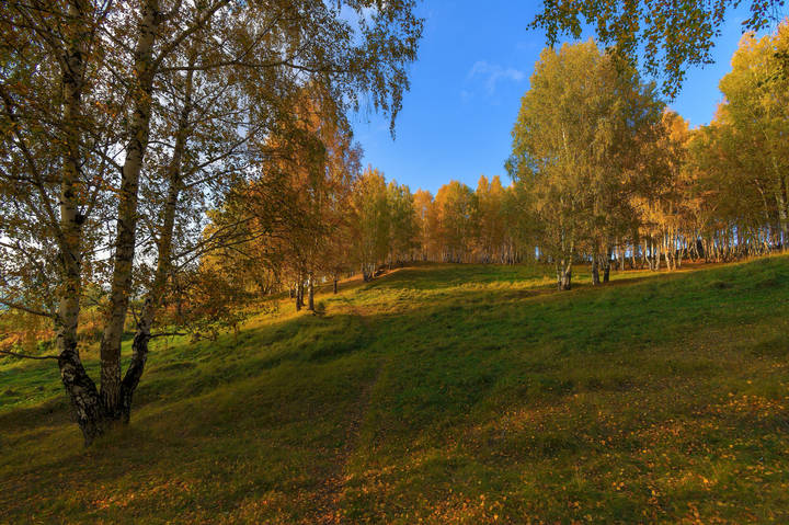 Березовая роща