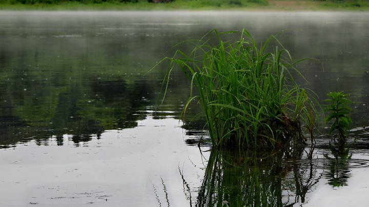 "Водяной" куст.