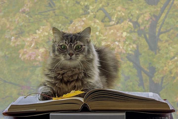 Кто сказал, что учеными бывают только коты?