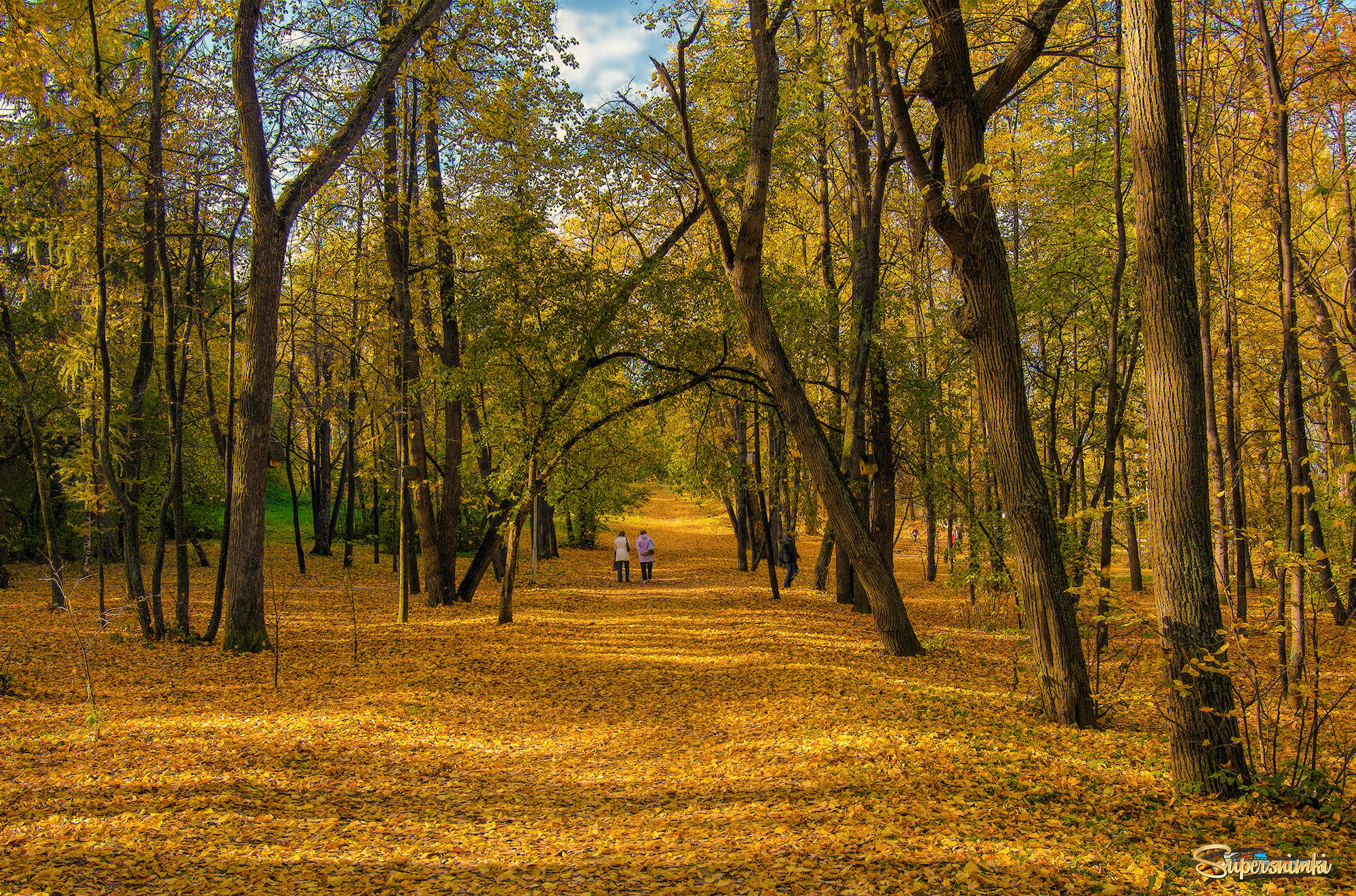 Осень Калининград лес