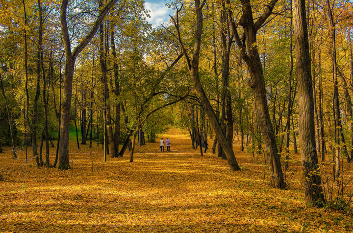 Осень золотая листья рассыпает