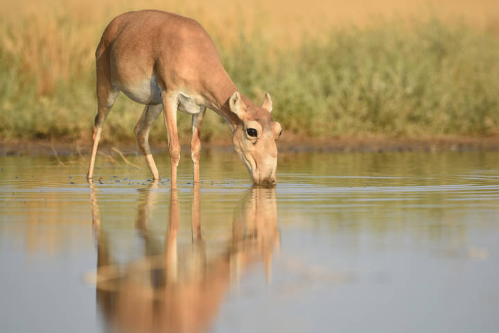 САЙГАК и соленая вода