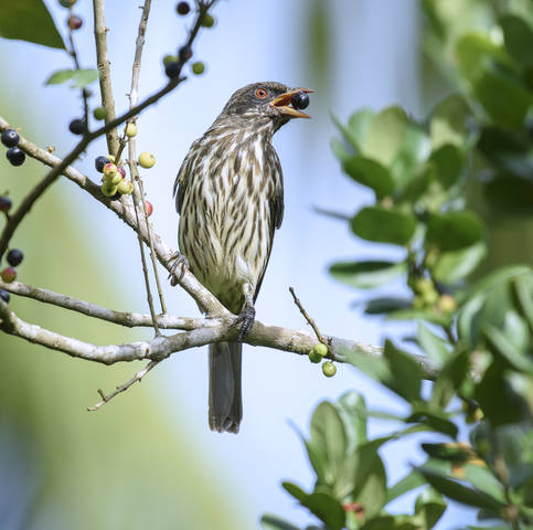 Palmchat