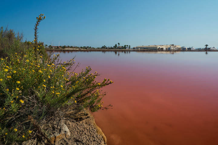 Розовая вода