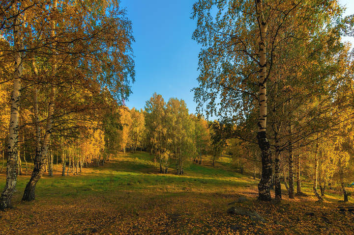 Солнечный лес