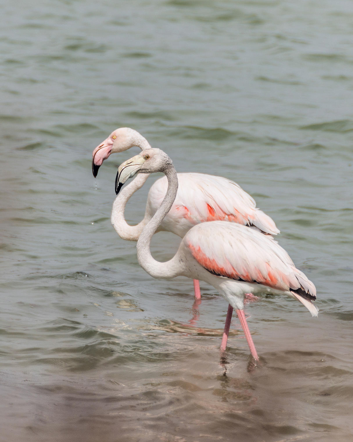 Розовые фламинго