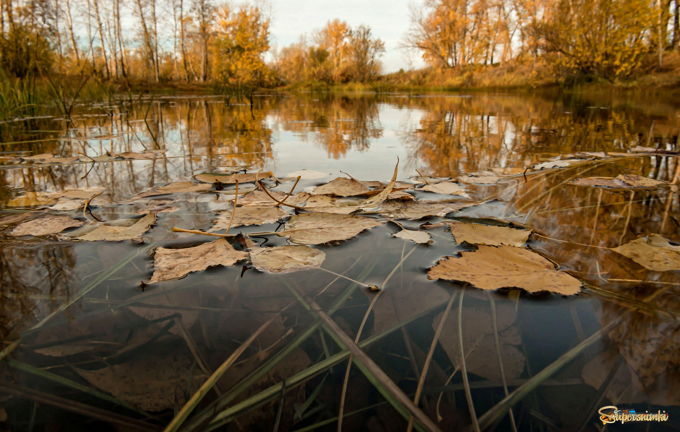 Листья осени на воде...