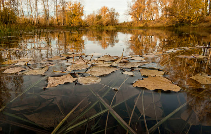 Листья осени на воде...