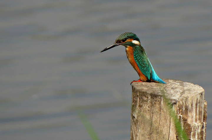 Обыкновенный зимородок (Common Kingfisher)