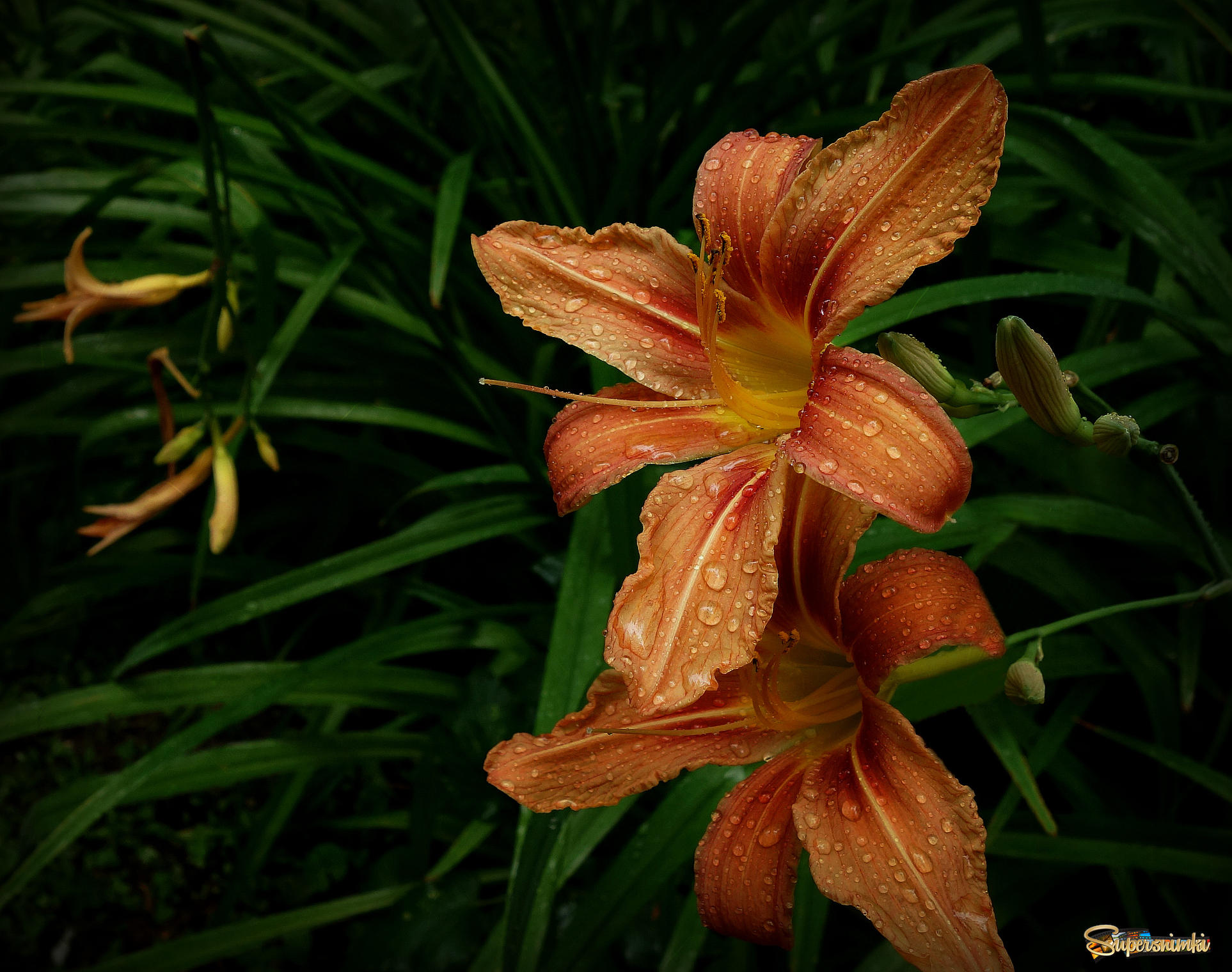 Лилии после дождя