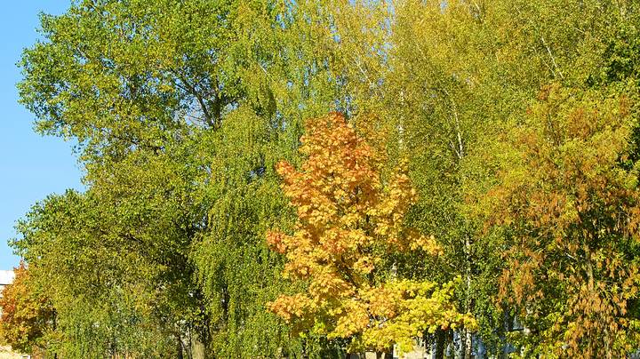 Золотая осень