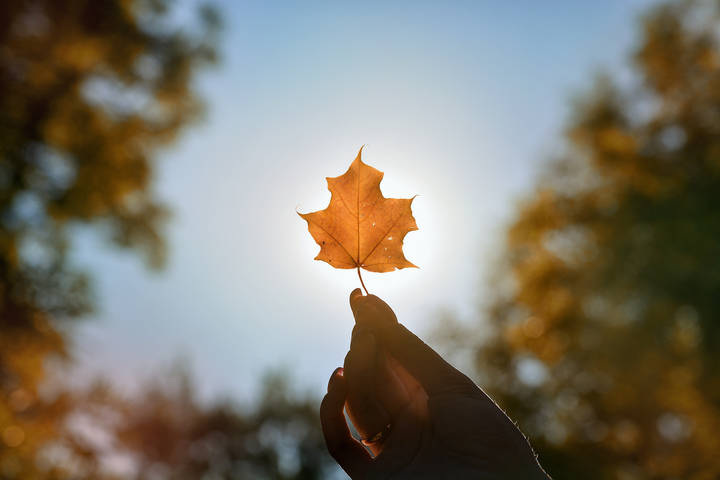 autumn