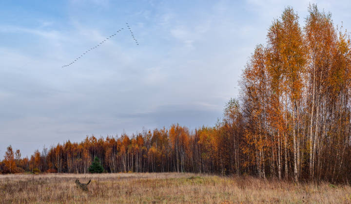 Последние песни осени...