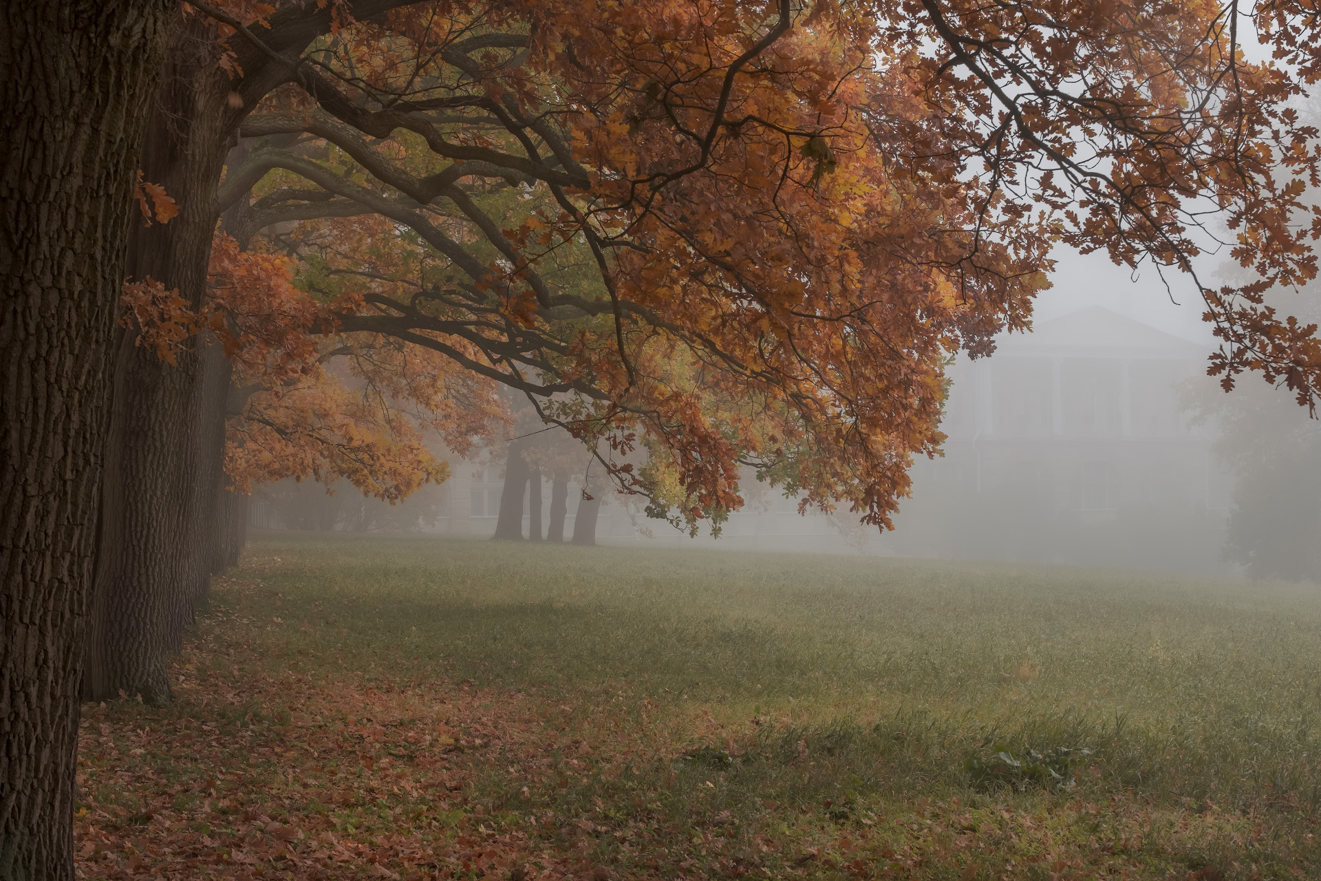 Екатерининский парк в осеннем тумане