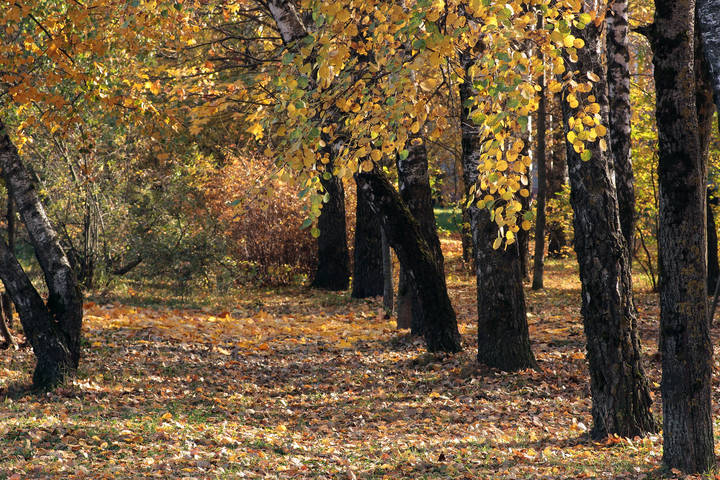  Осенняя аллея