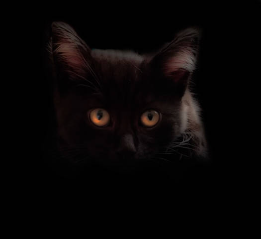 Маленькая кошка.