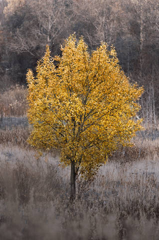 Краски