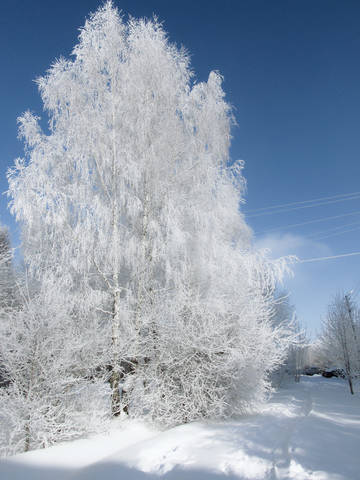 Русская красавица.
