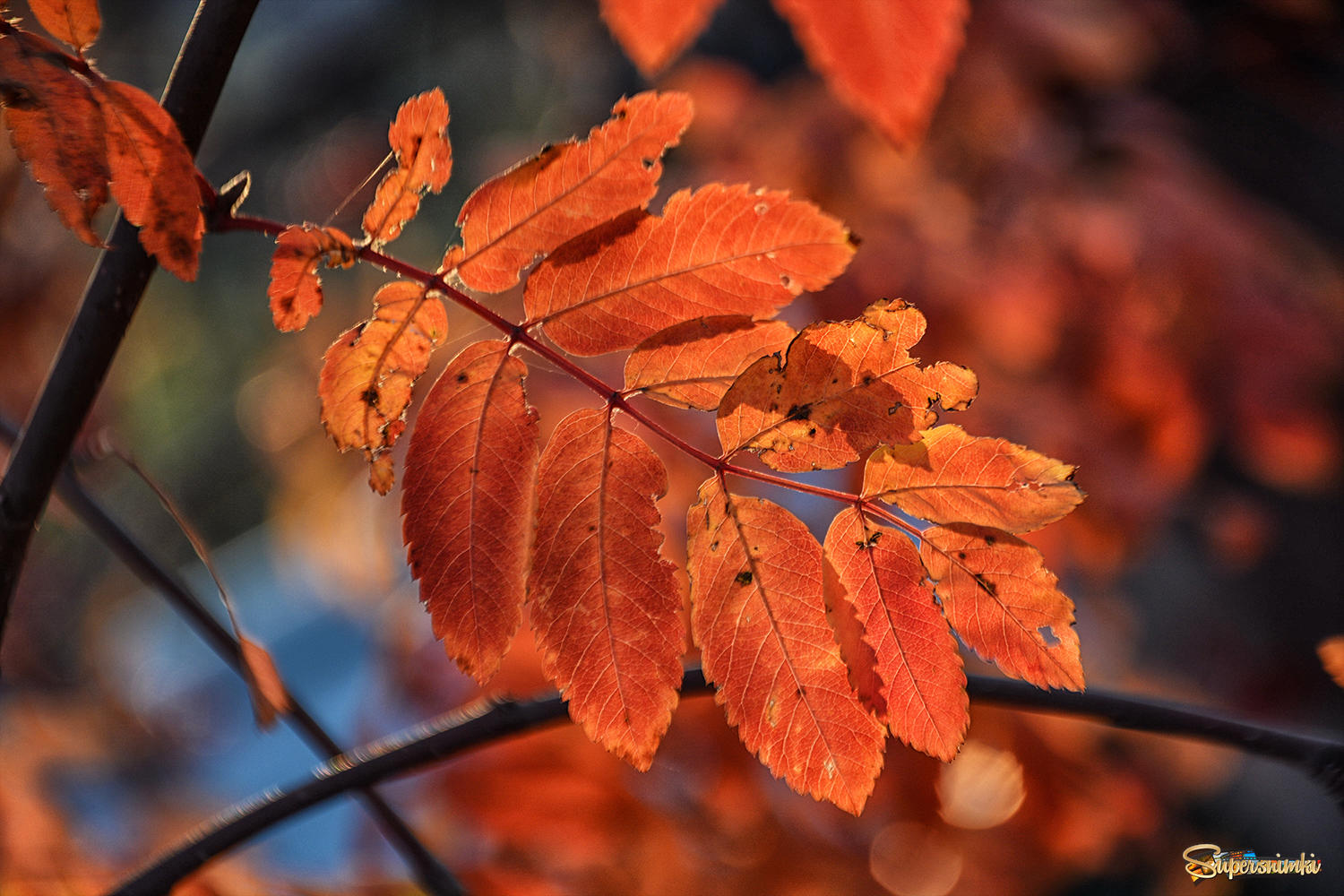 Сентябрь багряной веткой ивы. Лист рябины. Рябина обыкновенная листья. Листья рябины осенью. Рябина с красными листьями.