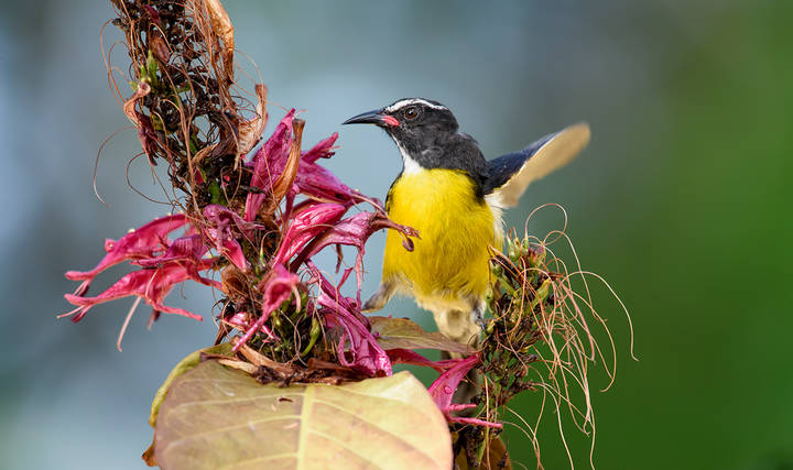 Bananaquit