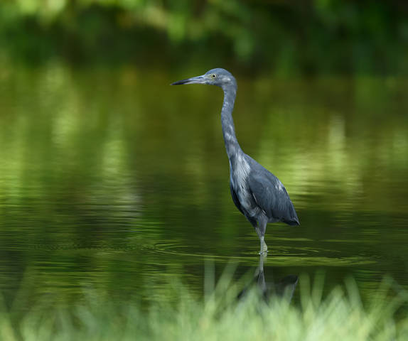 Little Blue Heron (juvenile - Blue morph)