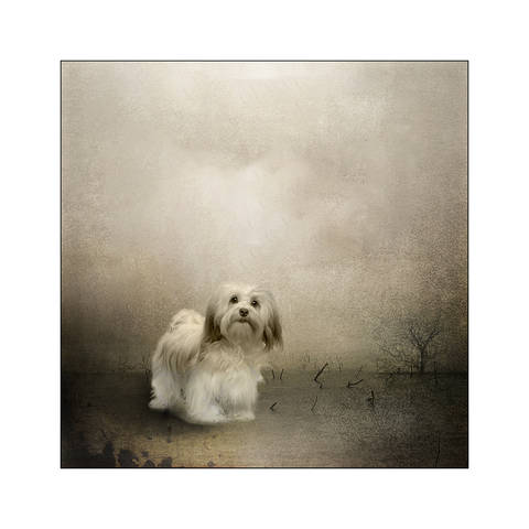 the hound of the baskervilles