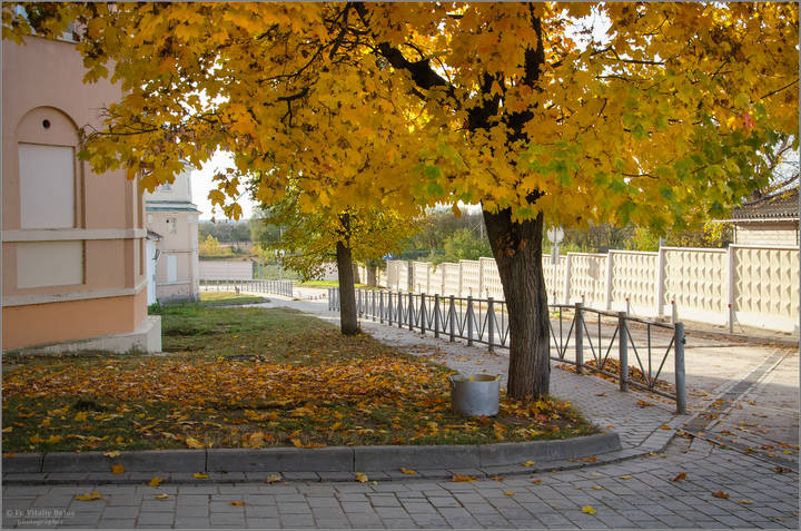Золотой клён