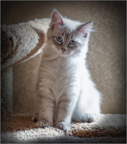 Грустный котёнок