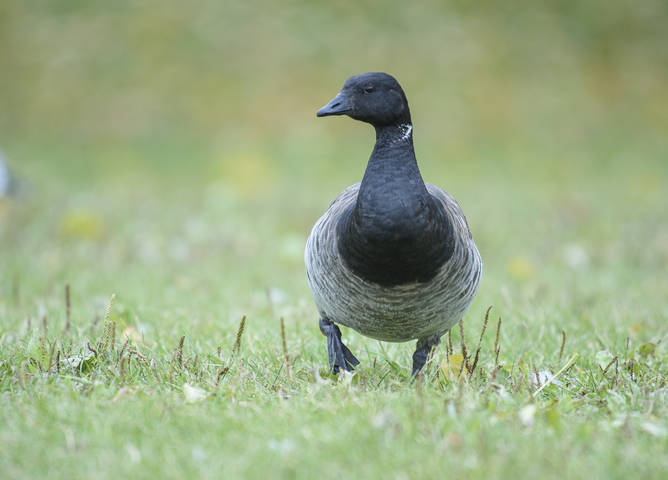 Brant (goose)