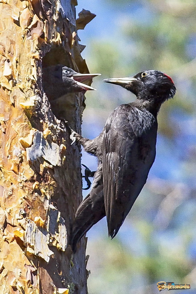 Чёрный дятел и его птенцы