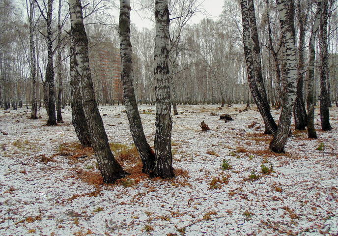 Ноябрь в берёзовой роще .