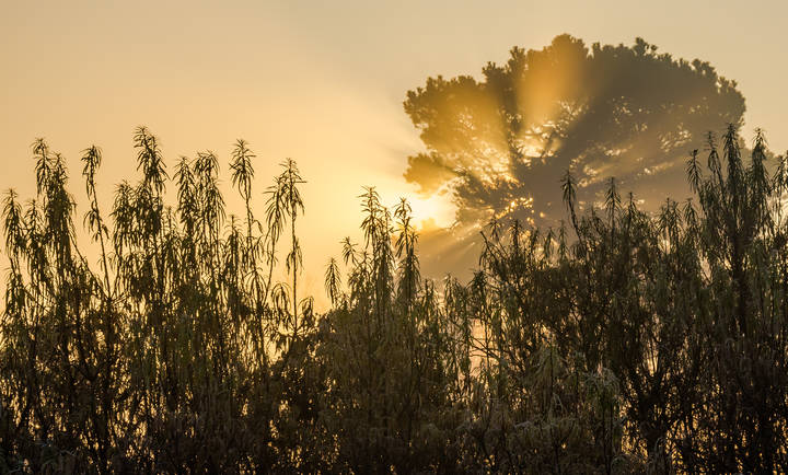 Утренний свет