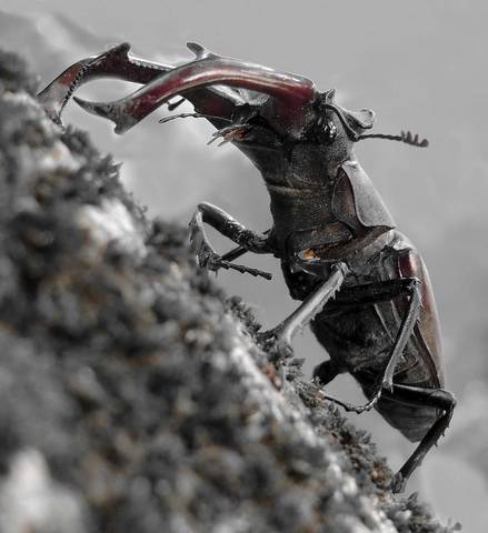Рогоносец