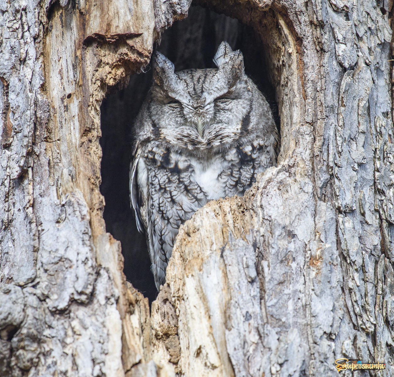  Eastern Screech Owl (grey morph) in Canada