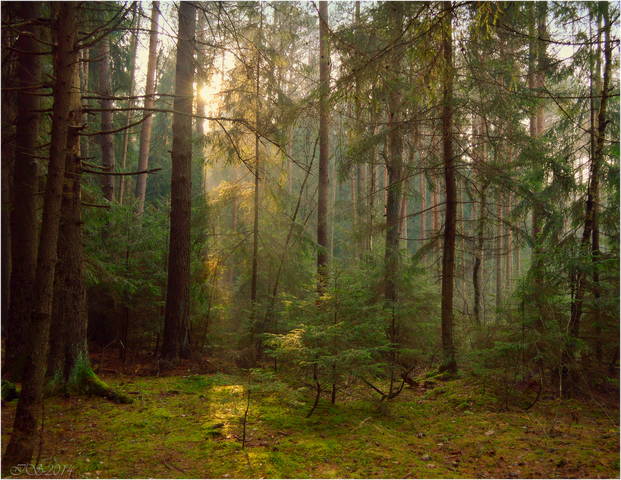 в осеннем лесу