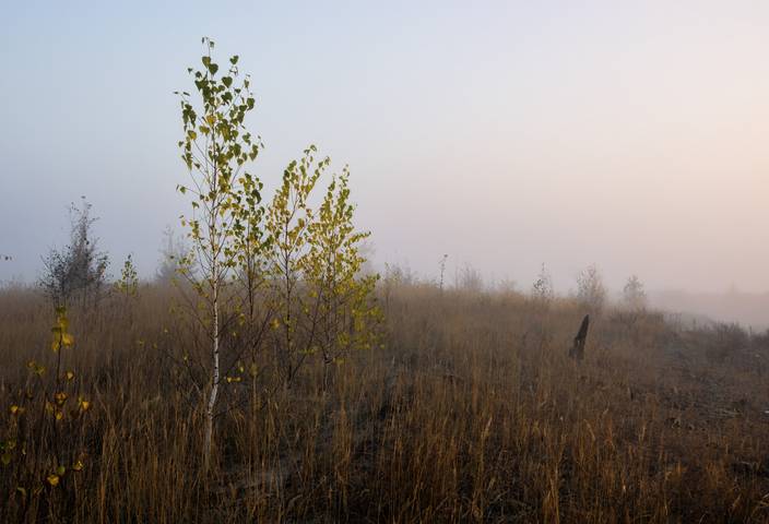 Берёзки в тумане