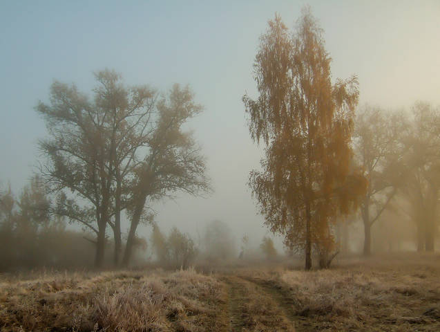 Туманное утро