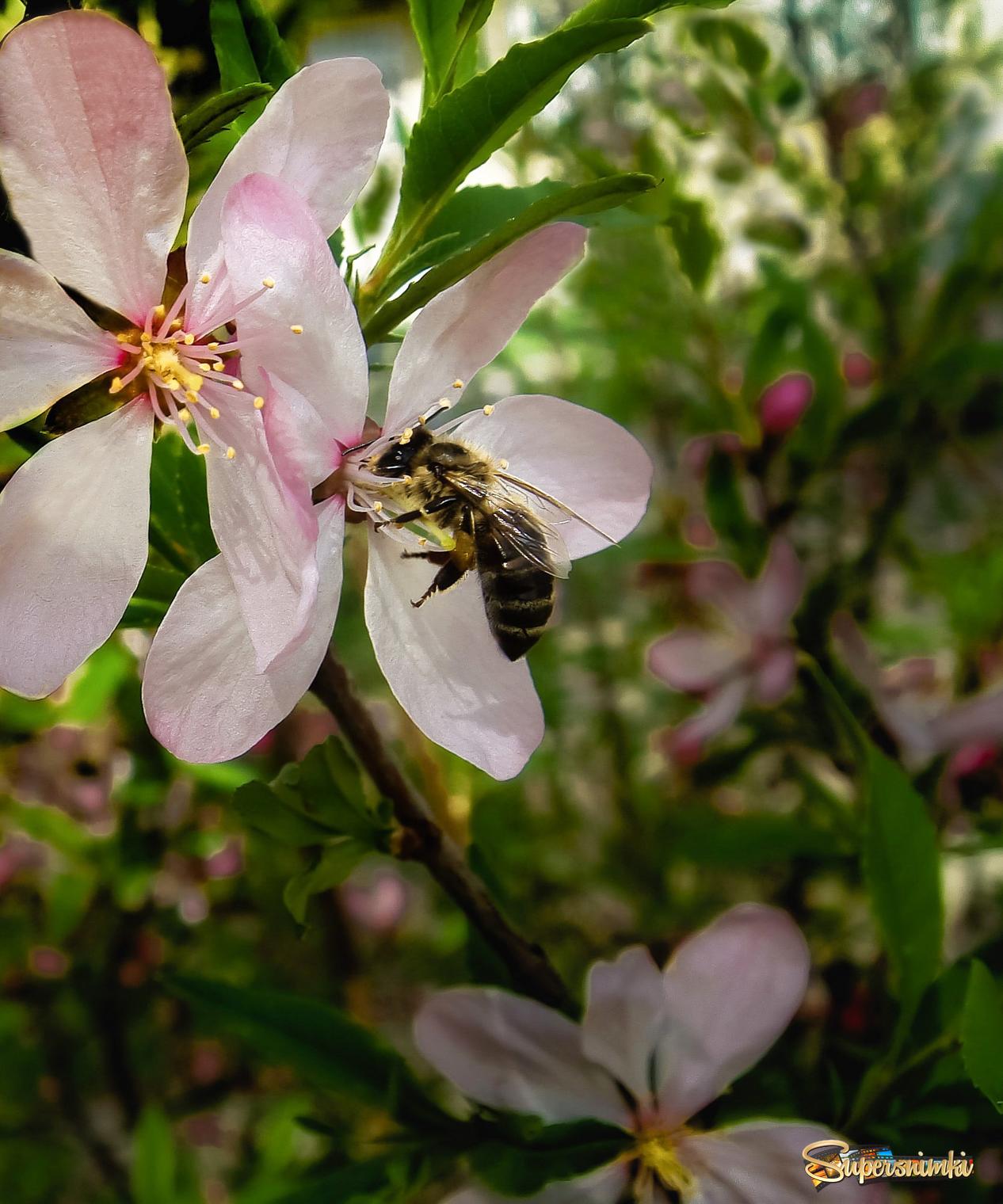 Пчелка на цветке миндаля