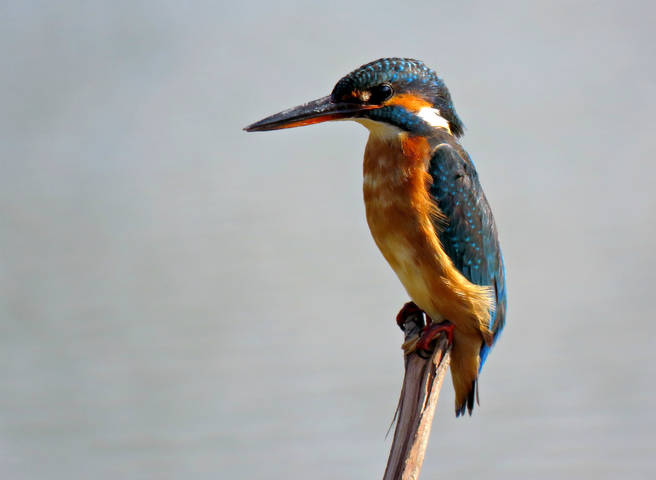  Обыкновенный зимородок (Common Kingfisher)