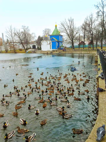 Утки