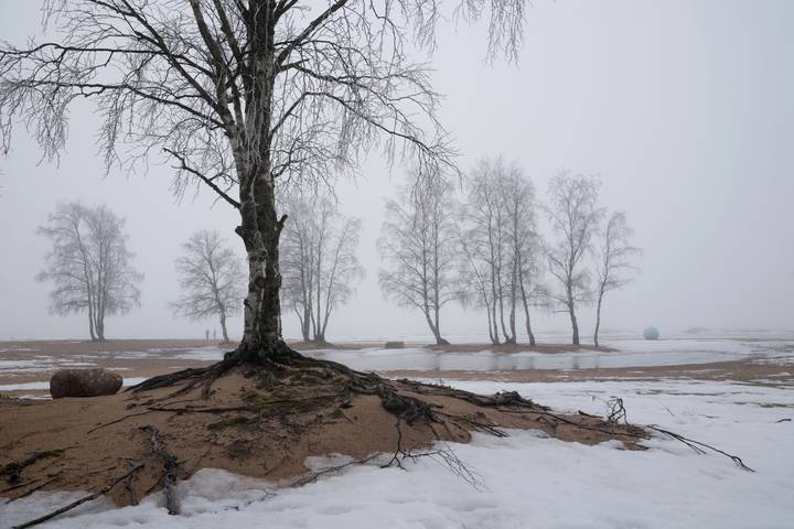 Как заблудиться в нескольких березах