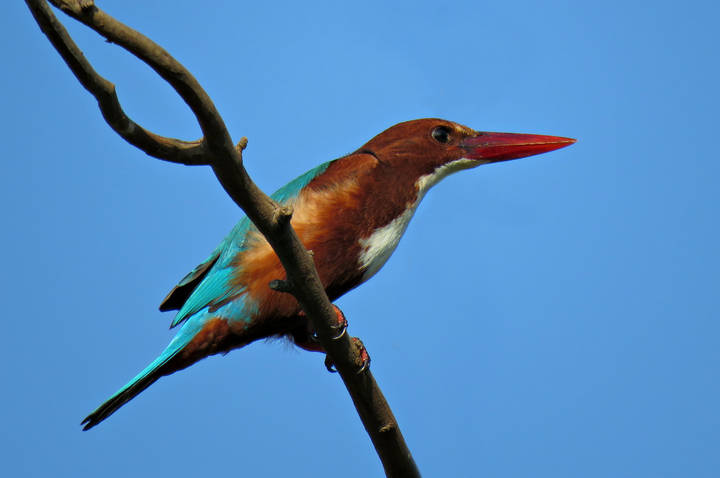 Красноклювая альциона (Halcyon smyrnensis)