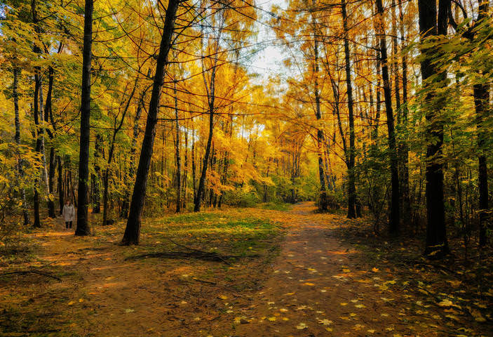 В осеннем лесу