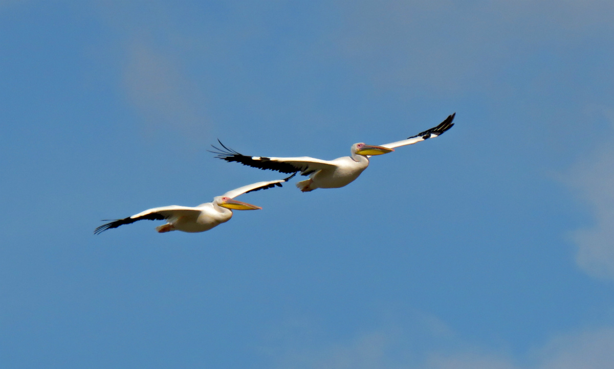  Розовые пеликаны (Pelecanus onocrotalus)